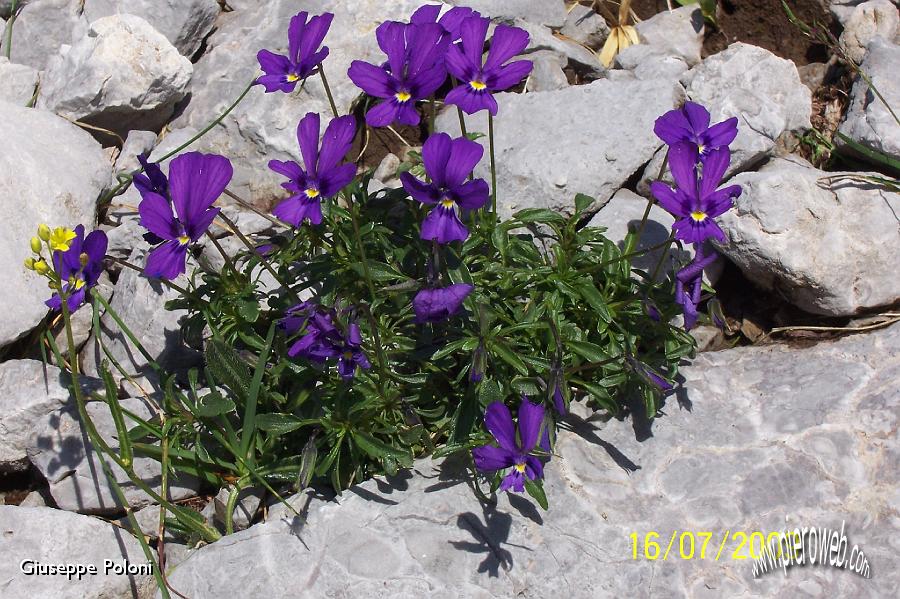 09 Splendide violette.jpg